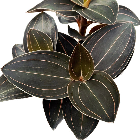 Jewel Ludochilus 'Sea Turtle' Jewel La Foresta Orchids