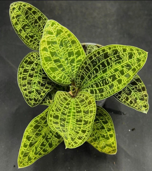 Jewel Macodes petola Jewel La Foresta Orchids