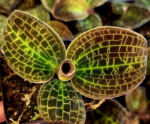 Jewel Macodes sanderiana x Macodes limii Jewel La Foresta Orchids