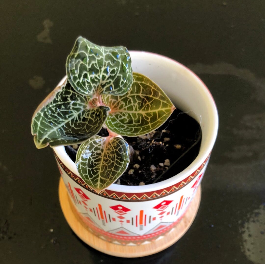 Jewel Orchid: Anoectochilus formosanus Jewel La Foresta Orchids