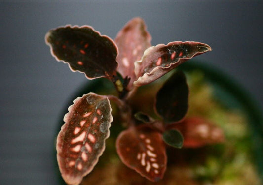Jewel Orchid: Cystorchis stenoglossa Jewel La Foresta Orchids