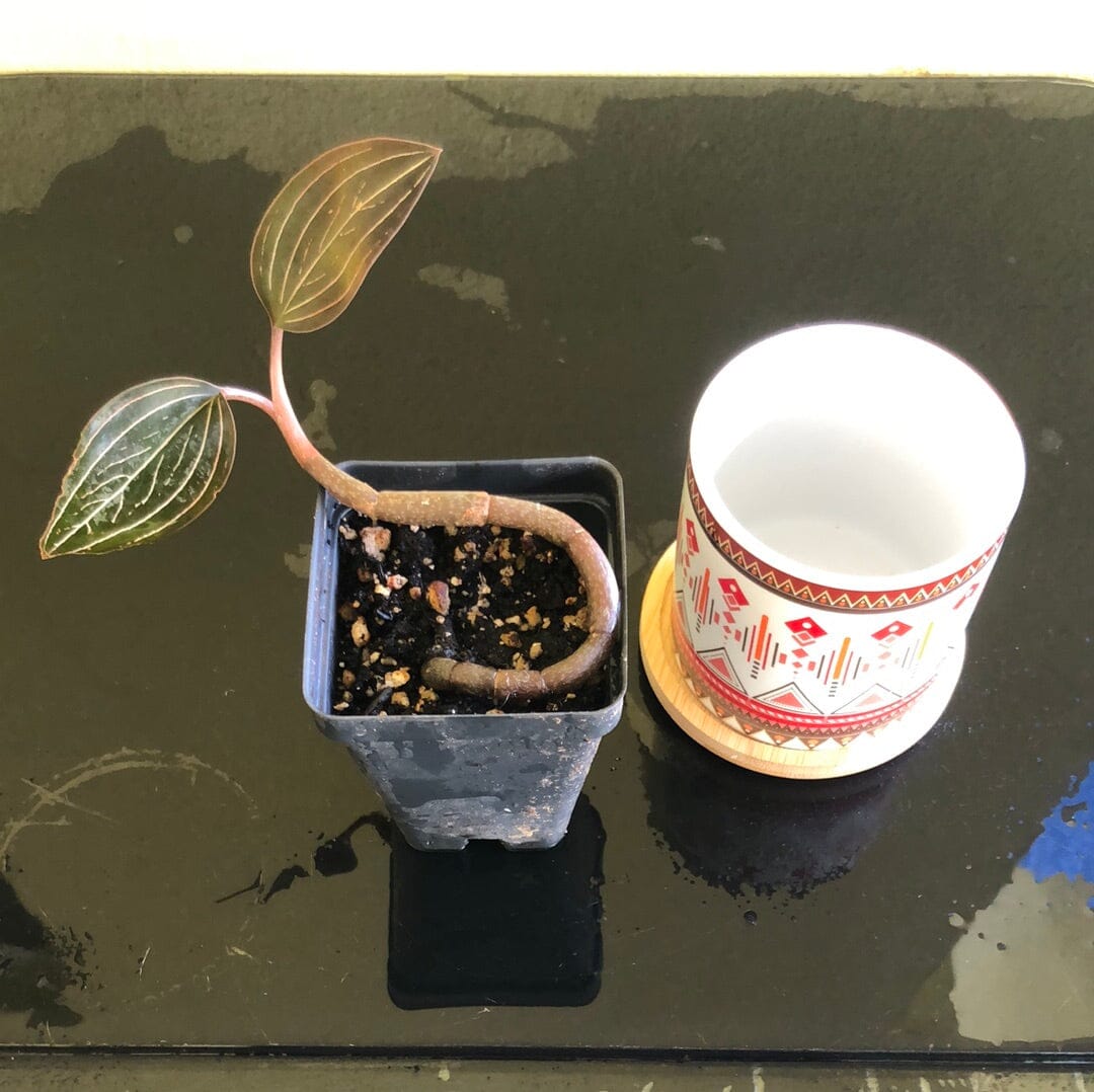 Jewel Orchid: Ludisia discolor Jewel La Foresta Orchids