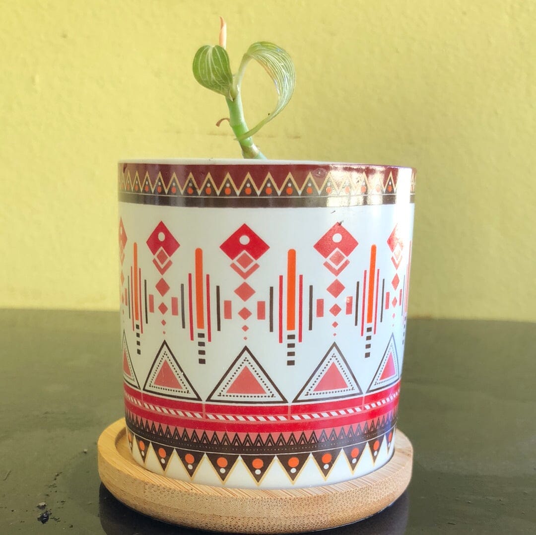 Jewel Orchid: Ludisia discolor var. alba Jewel La Foresta Orchids