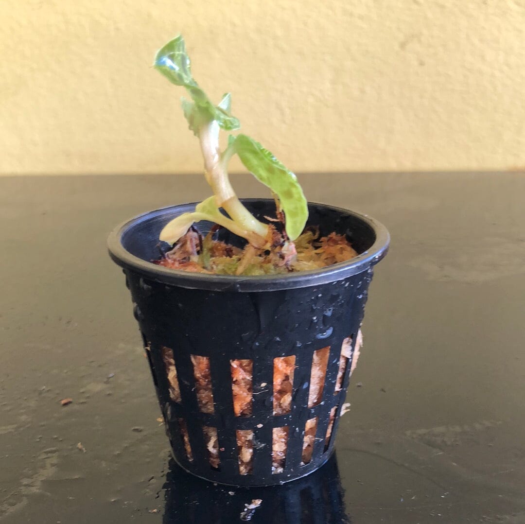 Jewel Orchid: Macodes petola Jewel La Foresta Orchids