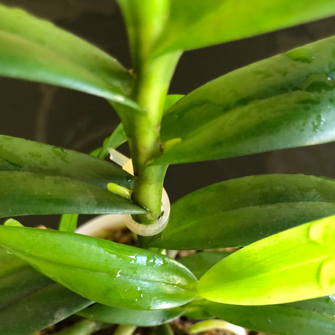 Jumellea comorensis - In SPIKE! Vanda La Foresta Orchids 