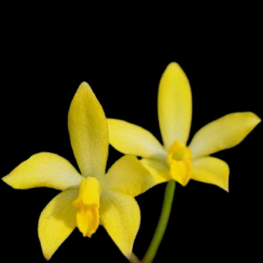 Laelia Cattleya bradei Laelia La Foresta Orchids