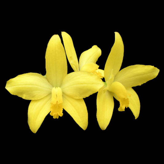 Laelia Cattleya briegeri Laelia La Foresta Orchids