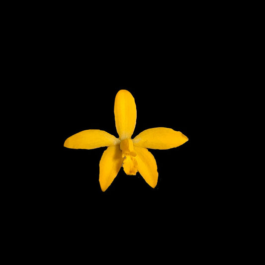 Laelia Cattleya cruziana Laelia La Foresta Orchids