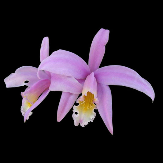 Laelia Cattleya jongheana Laelia La Foresta Orchids