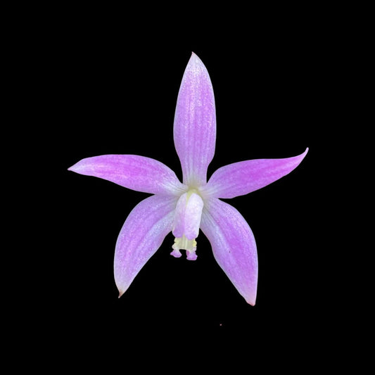 Laelia Cattleya kettieana Laelia La Foresta Orchids