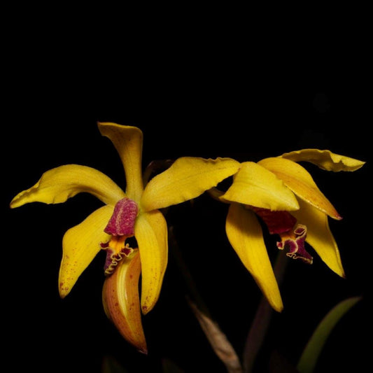 Laelia conceicionensis x Cattleya schilleriana Cattleya La Foresta Orchids