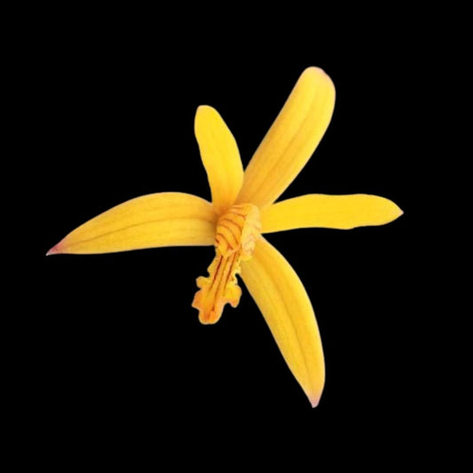 Laelia Hoffmannseggella vasconcelosiana Laelia La Foresta Orchids