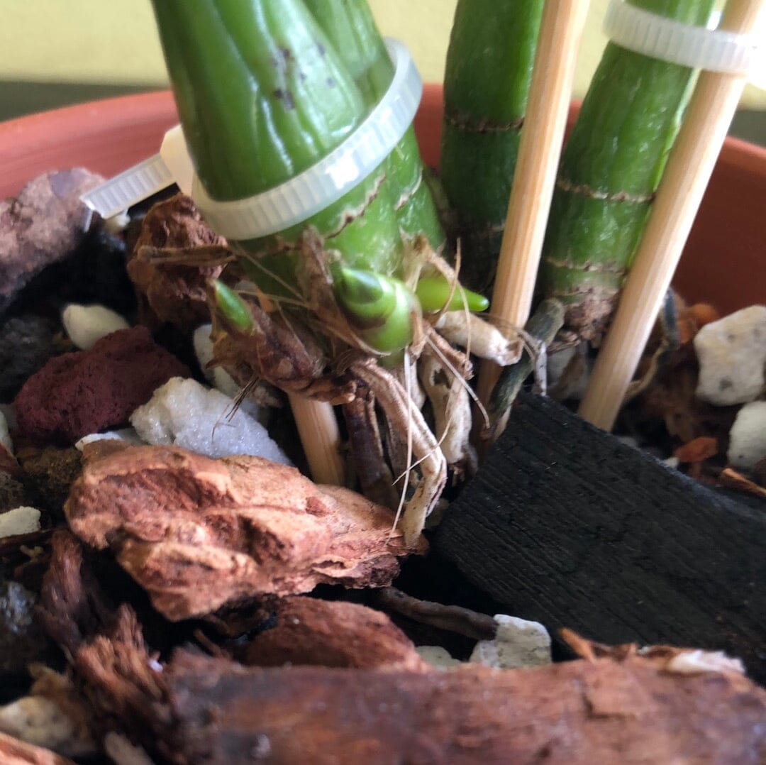 Laelia lucasiana Laelia La Foresta Orchids