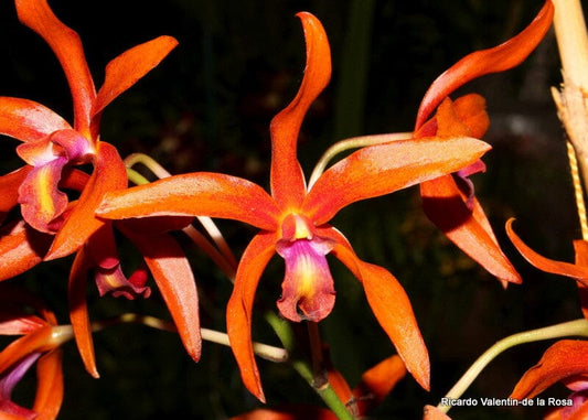 Laelia lueddemannii × Cattlianthe Trick or Treat Cattleya La Foresta Orchids