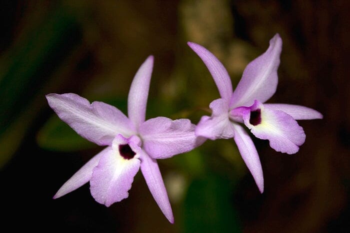 Laelia rubescens Laelia La Foresta Orchids 