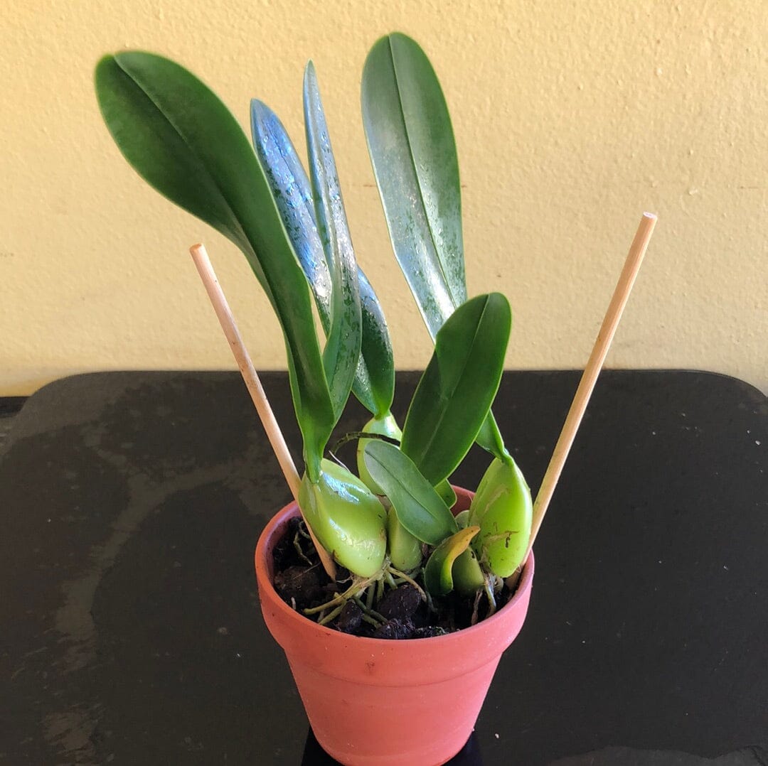 Laelia rubescens Laelia La Foresta Orchids