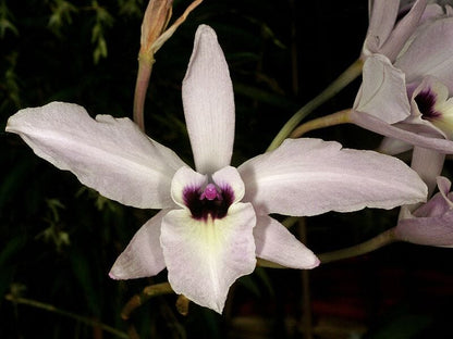 Laelia rubescens Laelia La Foresta Orchids 