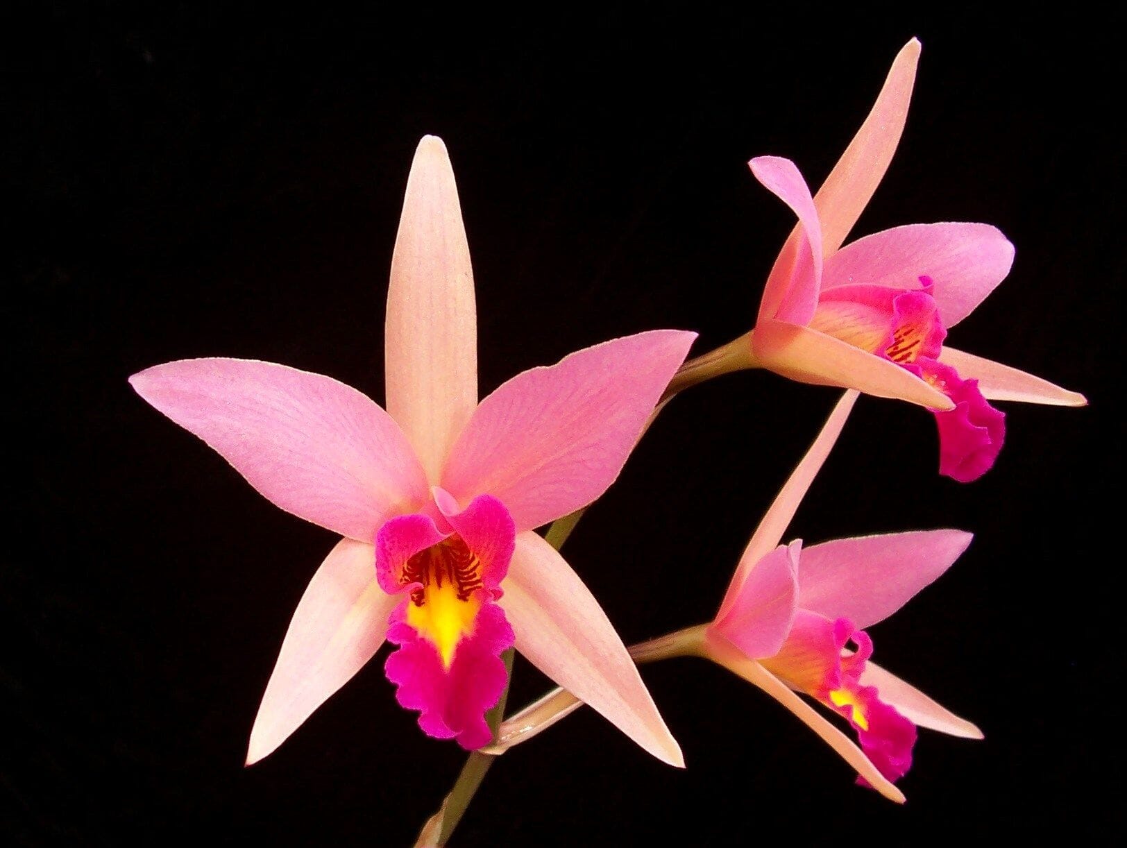 Lc. Santa Barbara Sunset 'Showtime' HCC/AOS – La Foresta Orchids