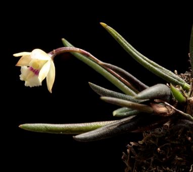 Leptotes tenuis Leptotes La Foresta Orchids
