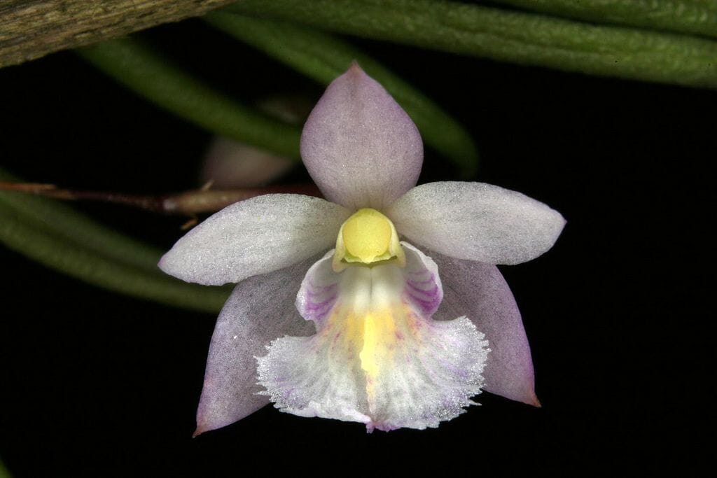 Leptotes tenuis Leptotes La Foresta Orchids 