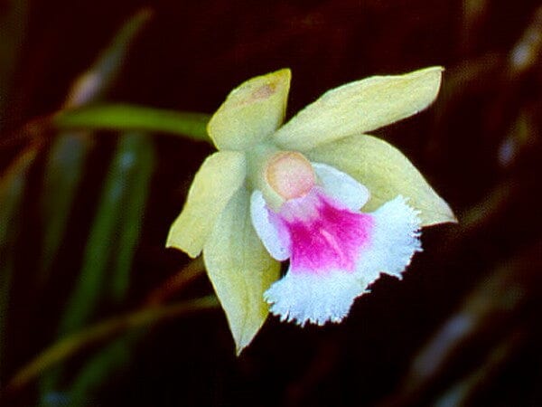 Leptotes tenuis Leptotes La Foresta Orchids 