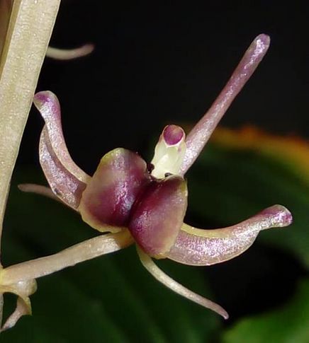 Liparis formosana var. aureovariegata - variegata! Liparis La Foresta Orchids