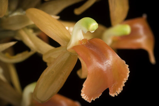 Liparis nutans Liparis La Foresta Orchids