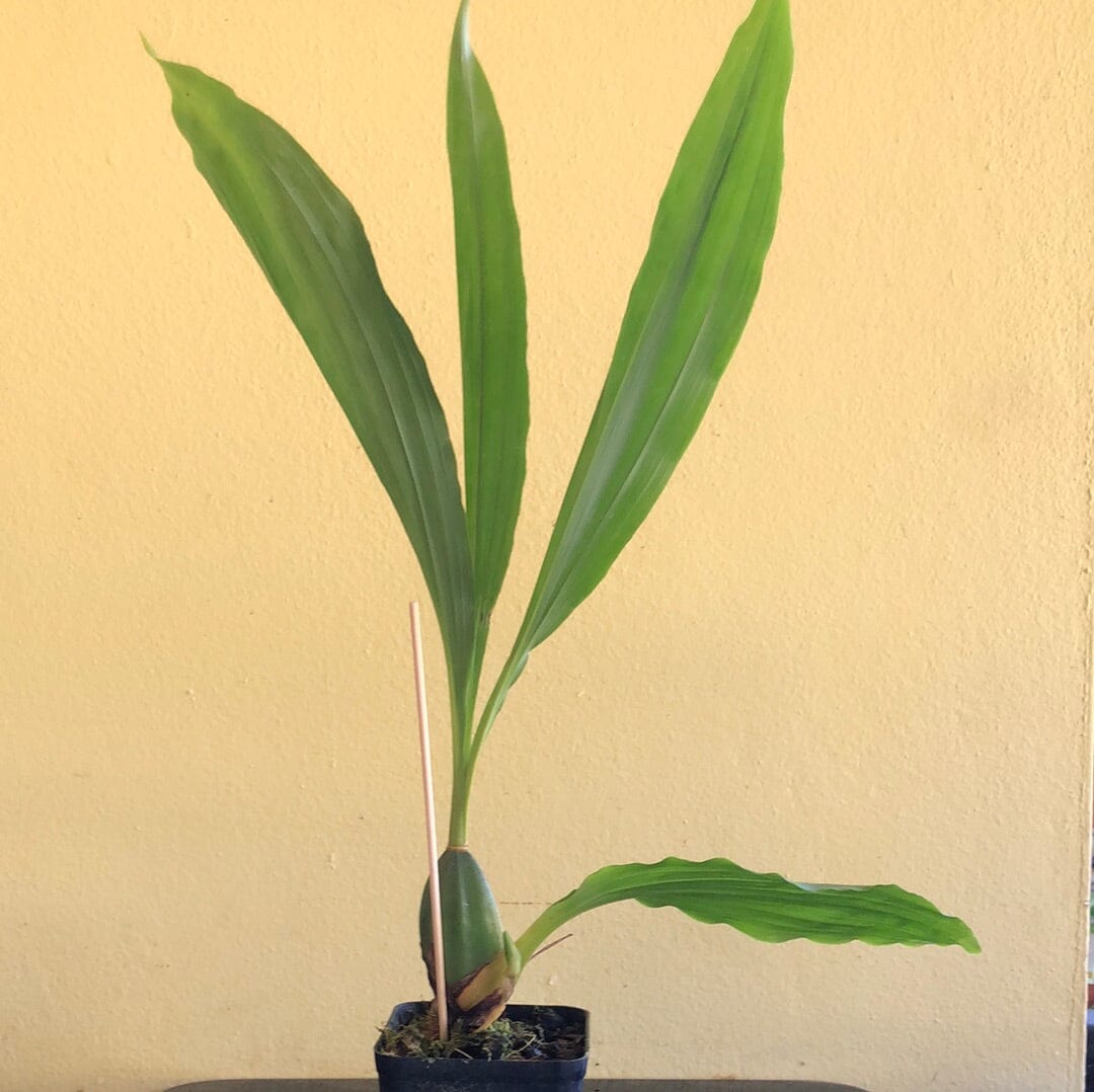 Lycaste tricolor x Lycaste macrophylla - In BUD! Lycaste La Foresta Orchids