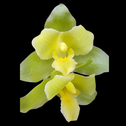 Lycaste tricolor x Lycaste macrophylla - In BUD! Lycaste La Foresta Orchids 