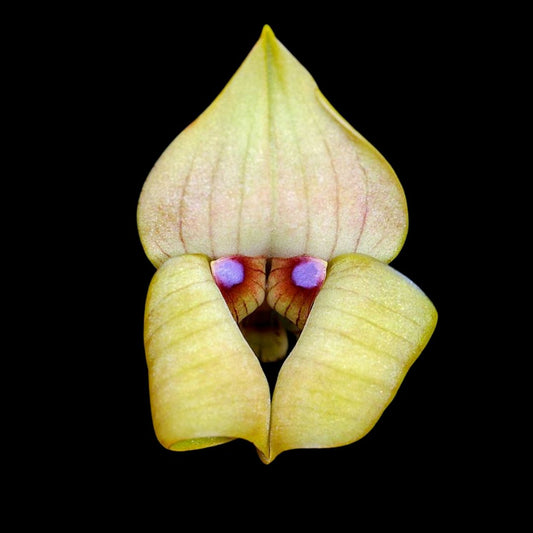 Maxillaria Alliance: Trigonidium egertonianum Maxillaria La Foresta Orchids