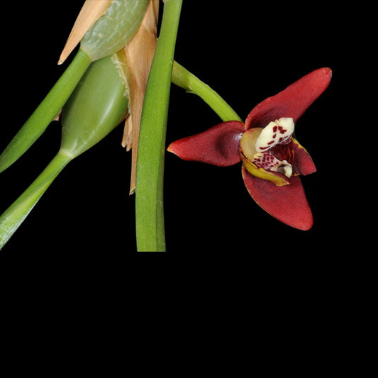 Maxillaria curtipes Maxillaria La Foresta Orchids