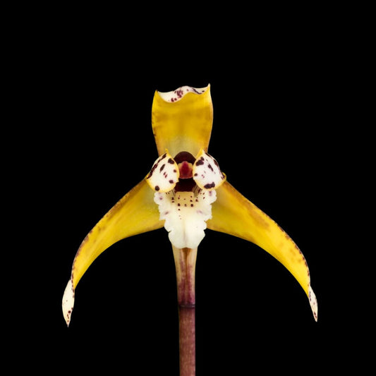 Maxillaria picta Maxillaria La Foresta Orchids