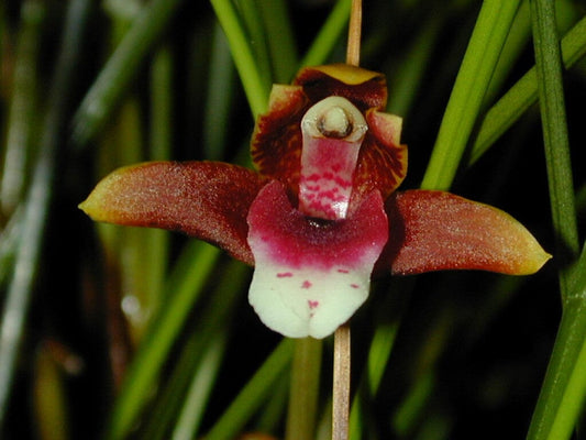 Maxillaria sanguinea - a Blood Red Orchid! Maxillaria La Foresta Orchids