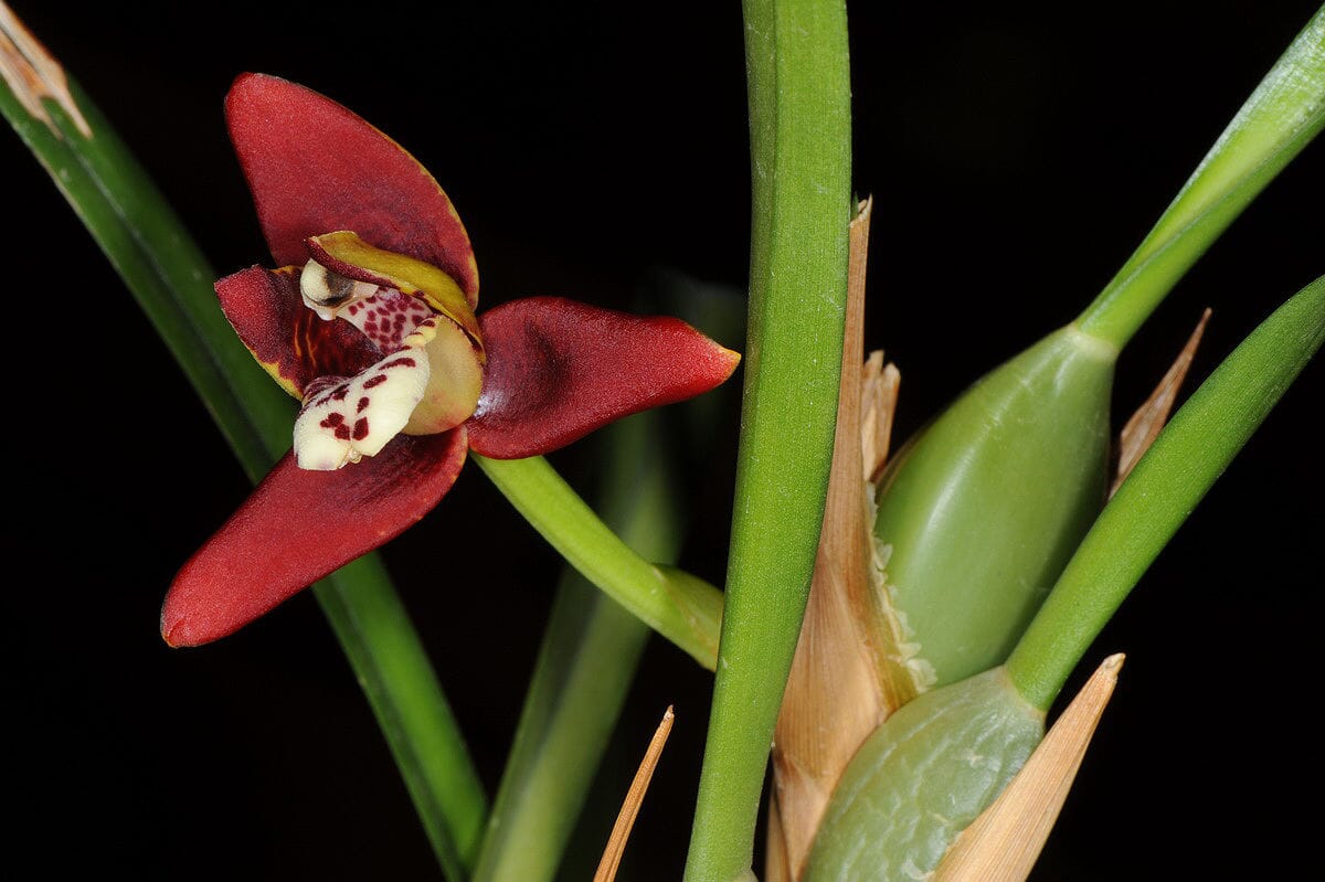 Maxillaria tenuifolia ‘Island Fragrances’ Maxillaria La Foresta Orchids 