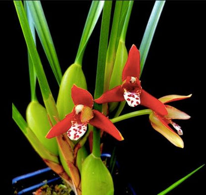 Maxillaria tenuifolia ‘Island Fragrances’ Maxillaria La Foresta Orchids 