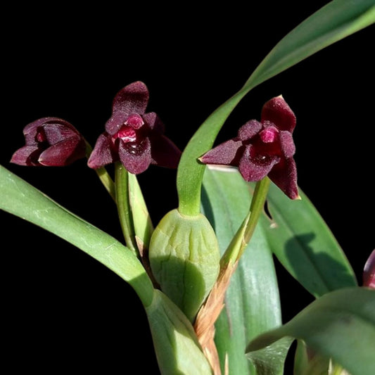 Maxillaria variabilis 'Black' Maxillaria La Foresta Orchids