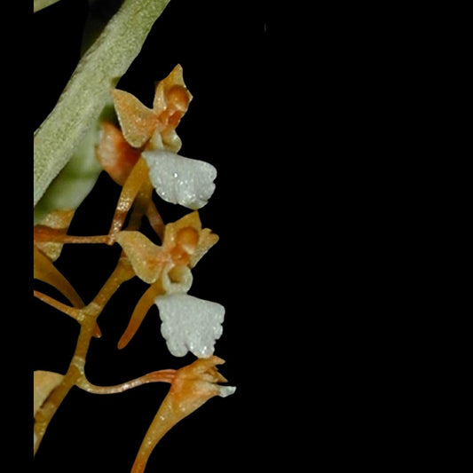 Microcoelia cornuta Microcoelia La Foresta Orchids