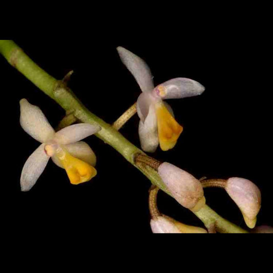 Micropera obtuse Vanda La Foresta Orchids