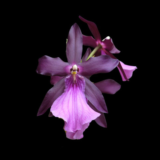 Miltonia spectabilis var. moreliana - In BUD! Miltonia La Foresta Orchids