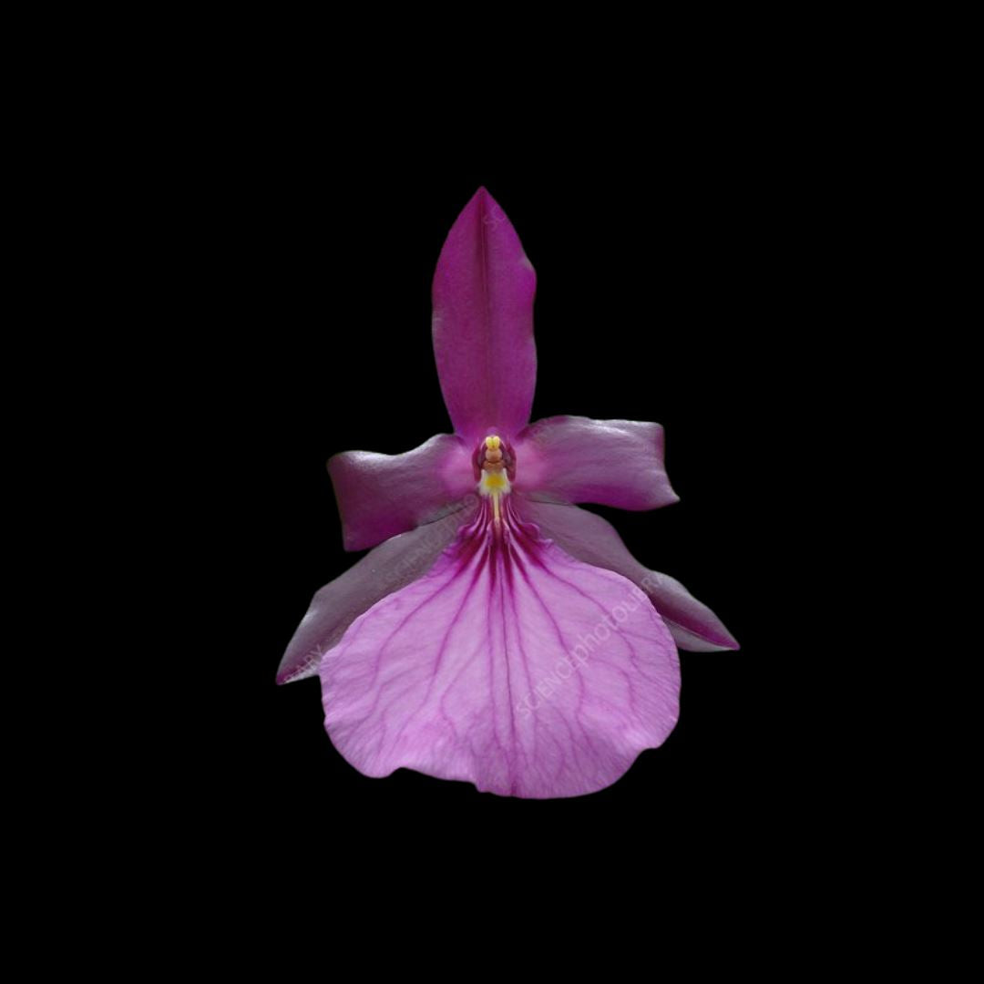 Miltonia spectabilis var. moreliana Miltonia La Foresta Orchids 