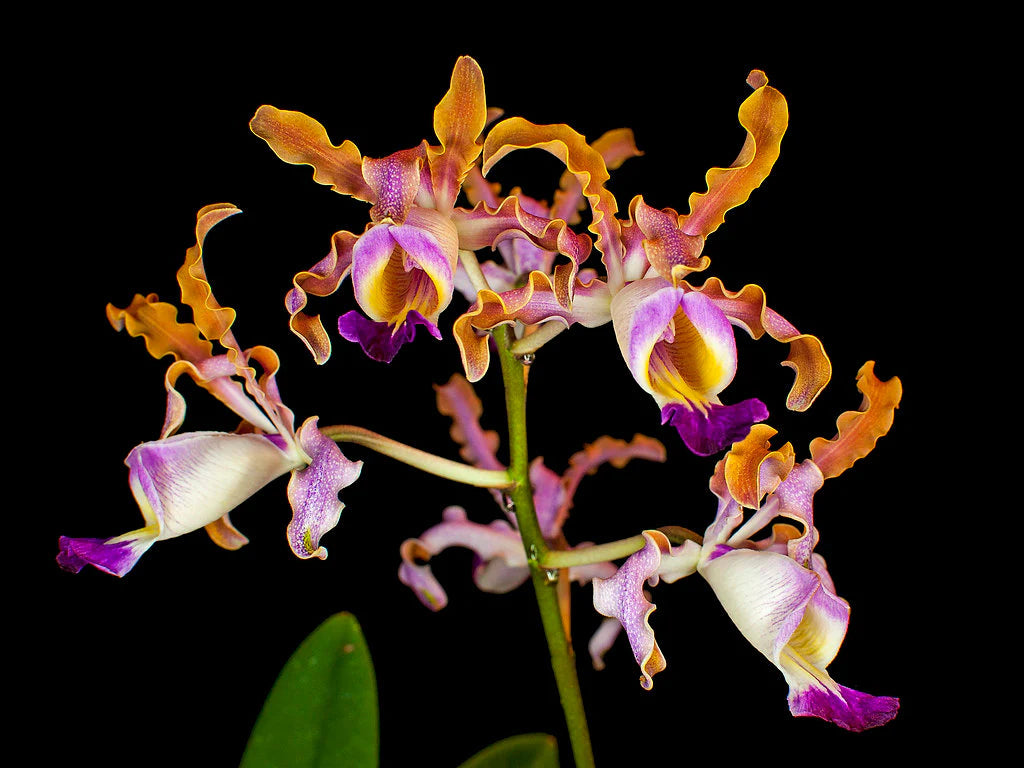 Myrmecophila Species and Hybrids Myrmecophila La Foresta Orchids Myrmecophila thomsoniana 