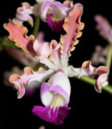Myrmecophila Species and Hybrids Myrmecophila La Foresta Orchids Myrmecophila thomsoniana var. ‘Pink' 