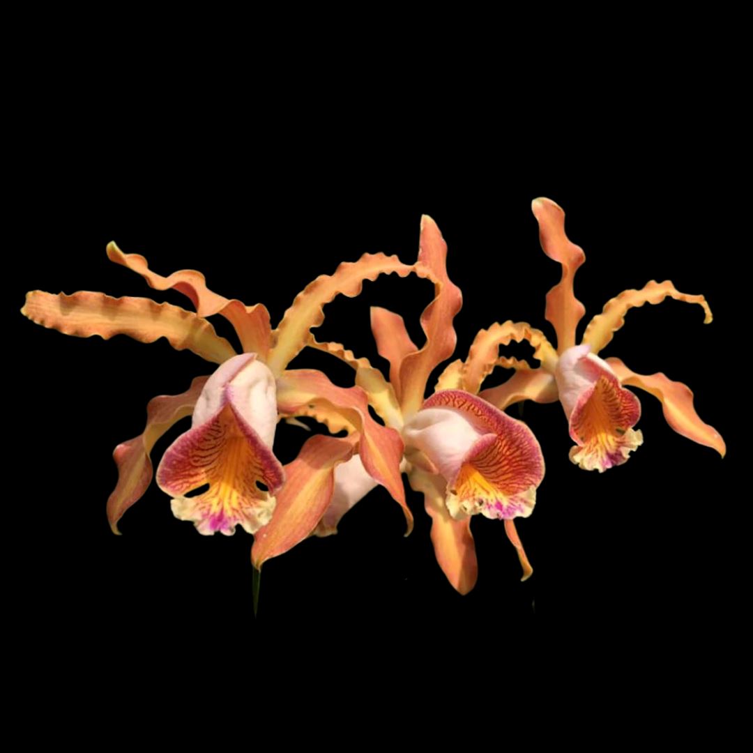 Myrmecophila Species or Hybrids Myrmecophila La Foresta Orchids Cattleya forbesii × Myrmecophila thomsoniana 