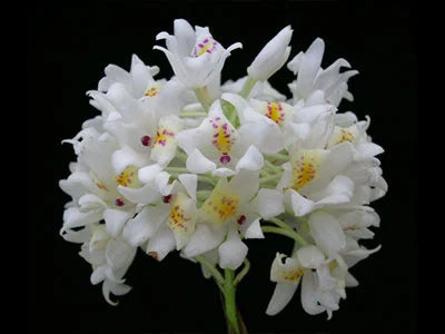 Neobenthamia gracilis Neobenthamia La Foresta Orchids