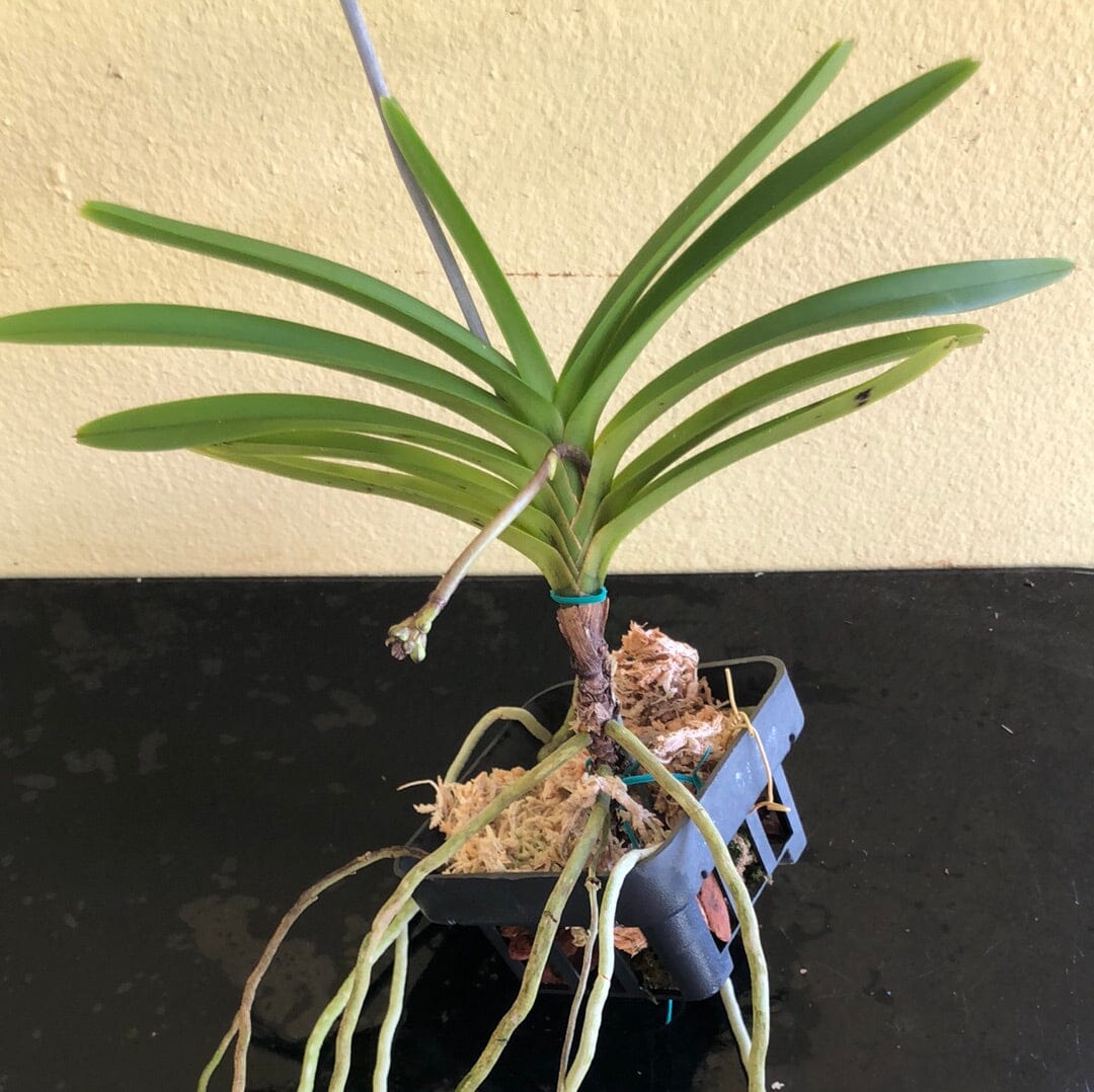 Neofinetia falcata x Vanda coerulescens - In SPIKE! Vanda La Foresta Orchids