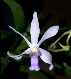 Neofinetia falcata x Vanda coerulescens Vanda La Foresta Orchids