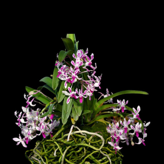 Neostylis Pinky 'Beniotome' Vanda La Foresta Orchids