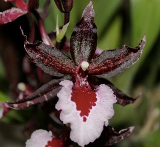 Oncidium Alliance: Colmanara Massai 'Red Flash' Oncidium La Foresta Orchids