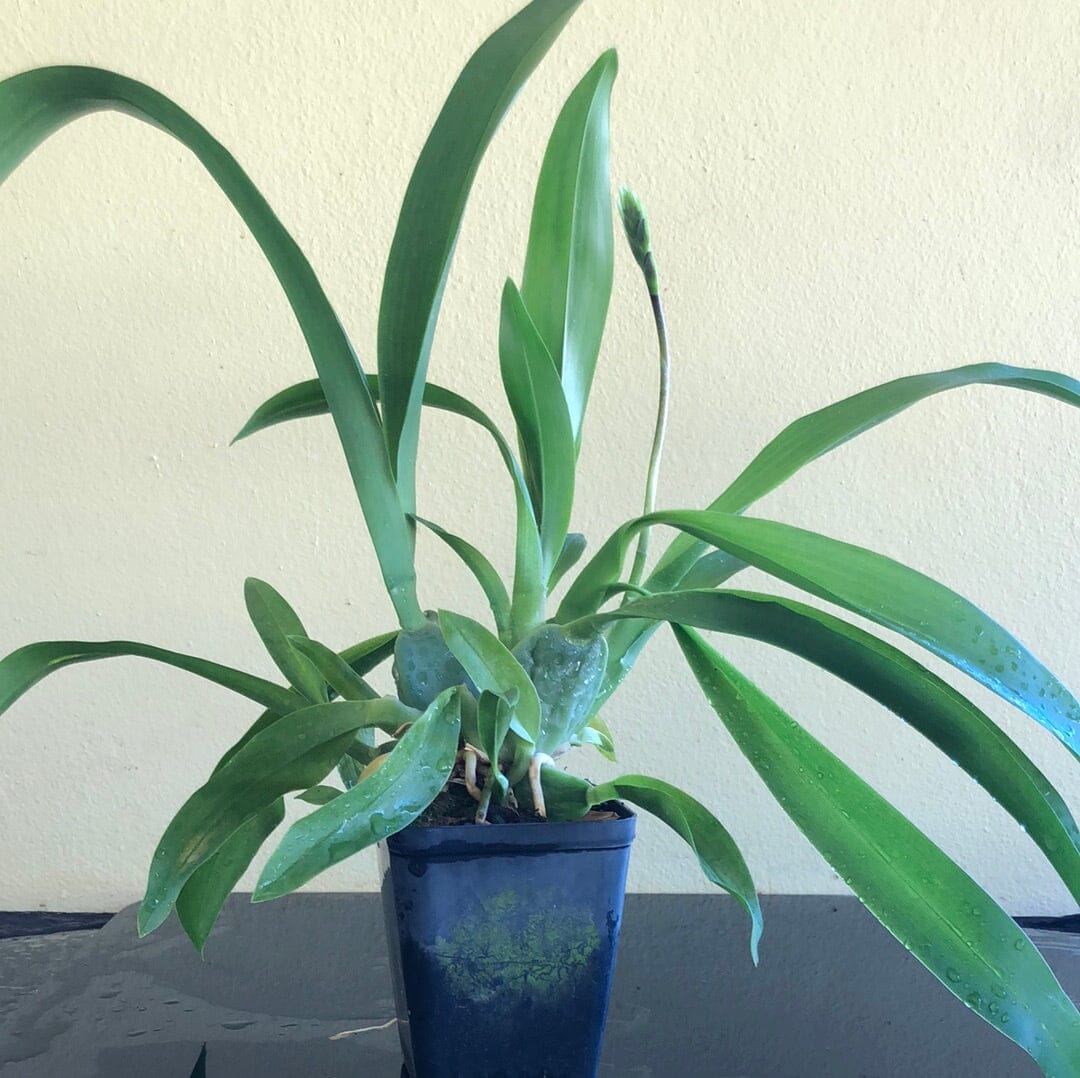 Oncidium Alliance - Colmanara Massai 'Red' Oncidium La Foresta Orchids