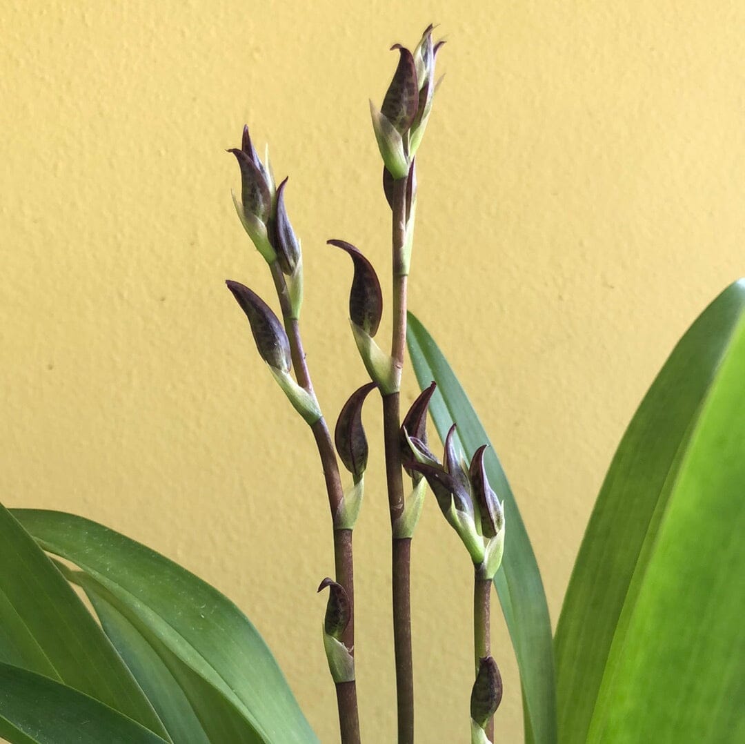 Oncidium Alliance: Colmanara Massai 'Splash' - In SPIKE! Oncidium La Foresta Orchids 